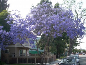 Jacaranda mimosifolia